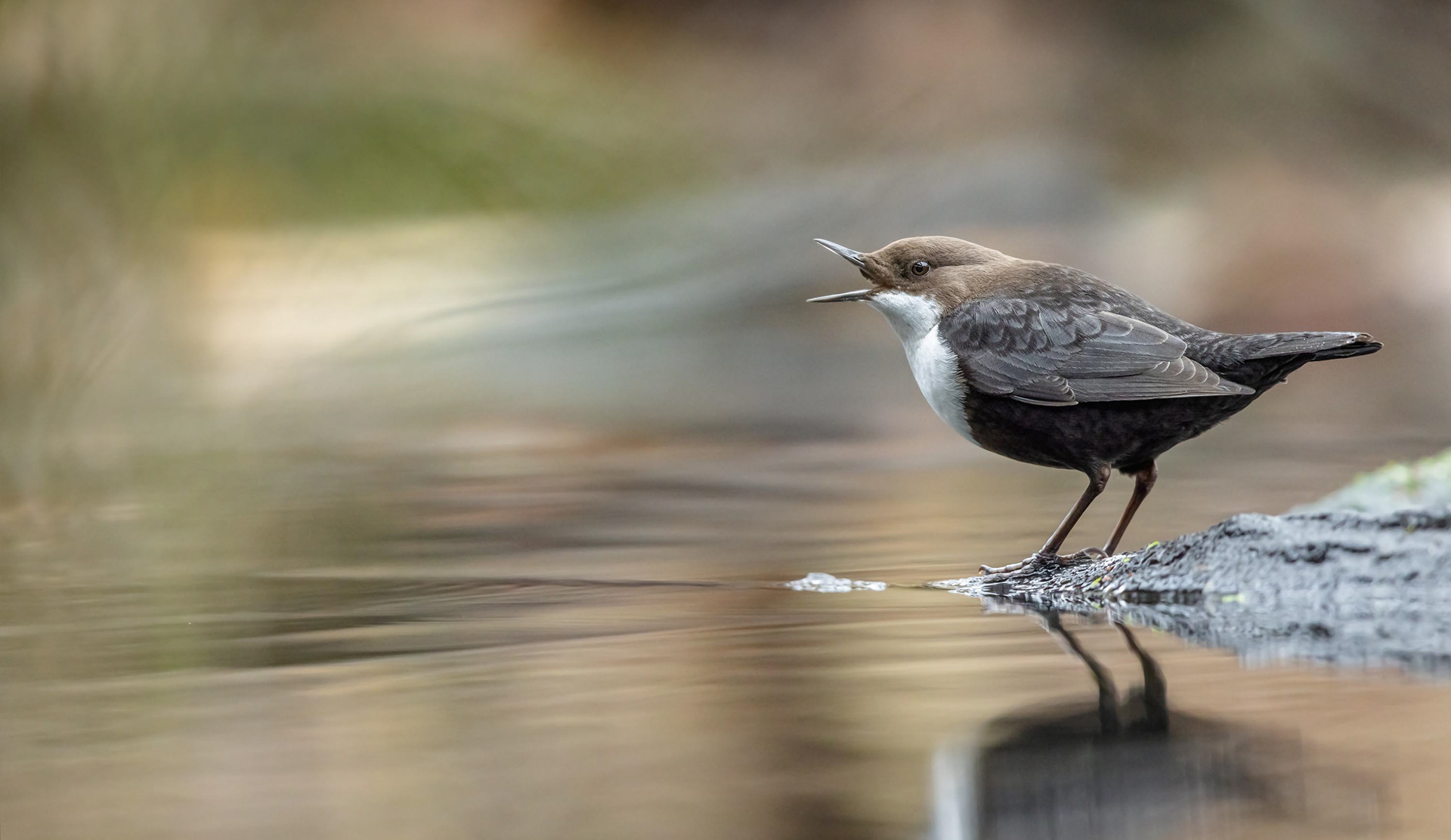 Wasseramseln kommen an strömungs- und sauerstoffreichen Fließgewässern vor, wo sie vor allem die im Wasser lebenden Larven bestimmter Insekten, zum Beispiel Köcherfliegen, erbeuten.