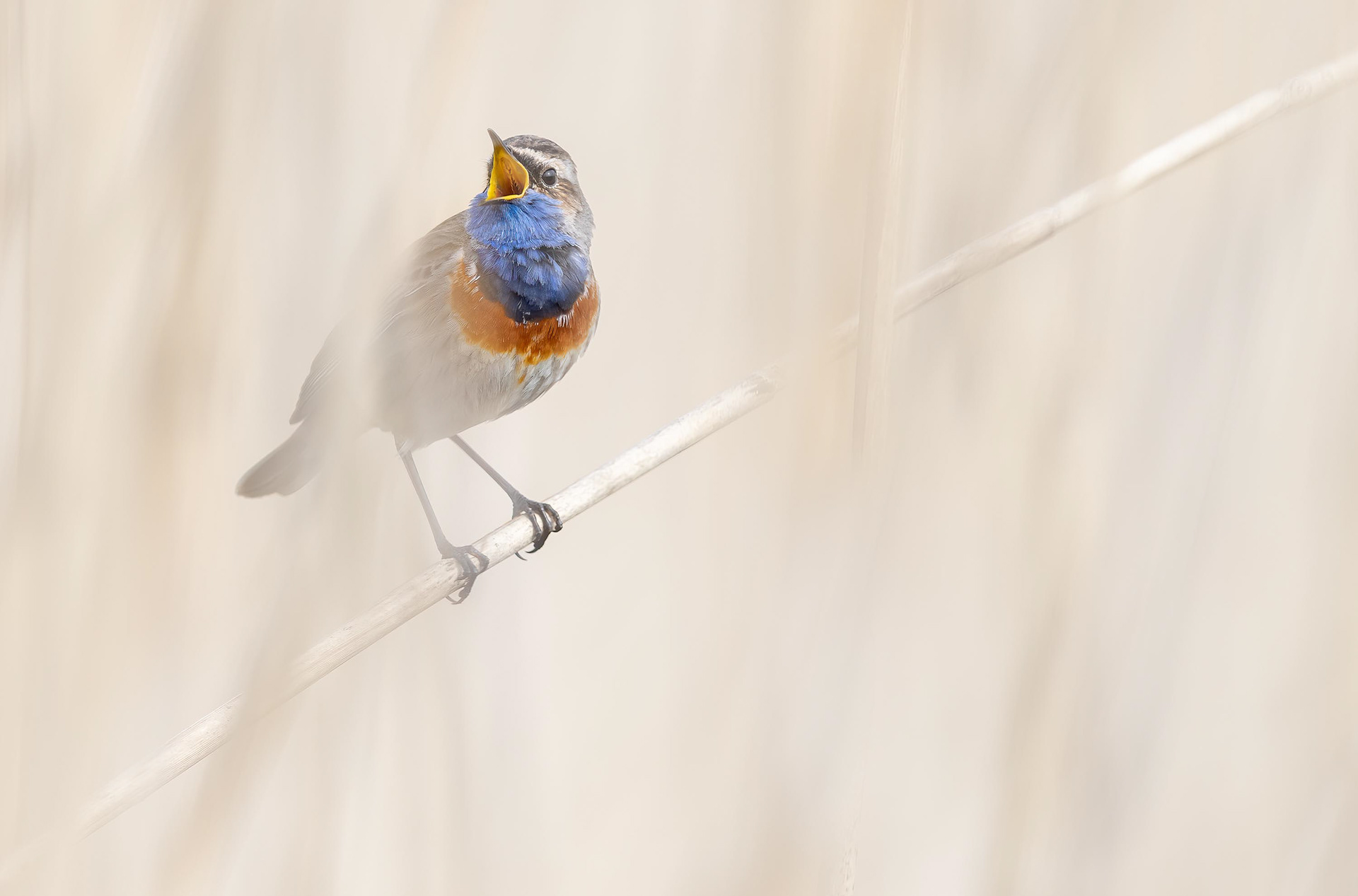 Früh am Morgen beeindruckt ein Blaukehlchenmännchen mit seinem virtuosen Gesang nicht nur die Weibchen, sondern macht klar, dass dieses Revier schon besetzt ist.