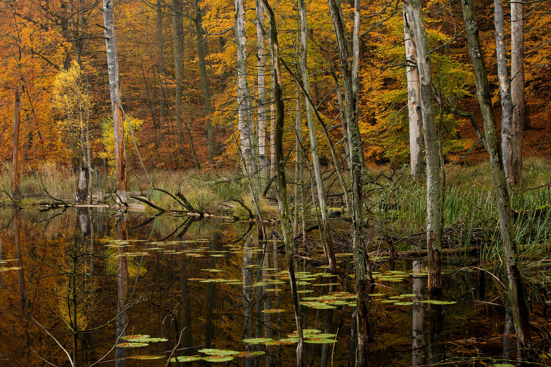 Ein Buchenurwald an einem See in der Müritz. Abgestorbene und umgefallene Bäume liegen im Wasser und geben diesem See besonders im Herbst einen besonderen Reiz.