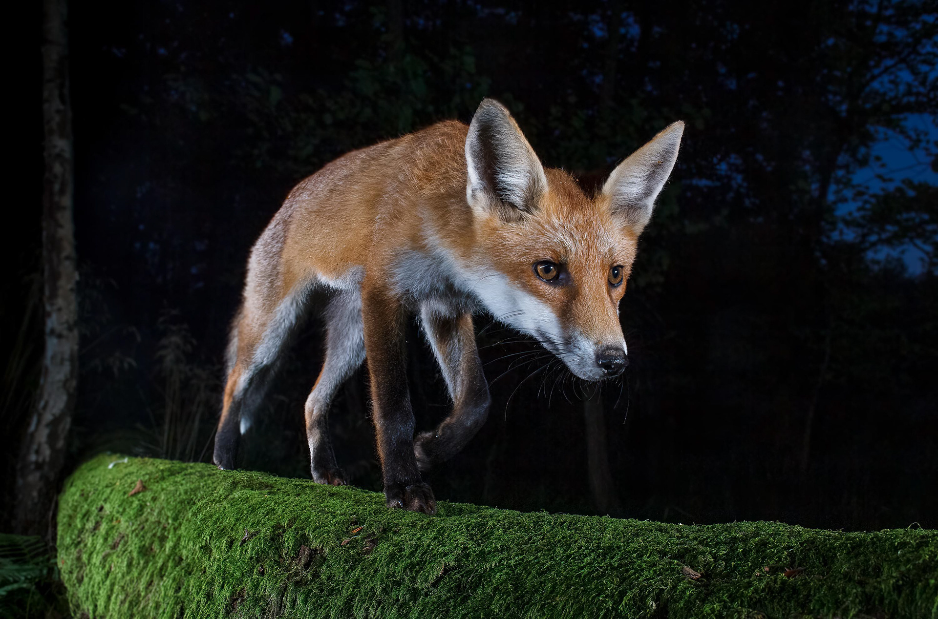Dieser junge Fuchs wurde mit einer Kamerafalle aufgenommen. Trotzdem ließ er sich nicht von seinem Weg abbringen, der ihn über einen liegenden Baumstamm führte.