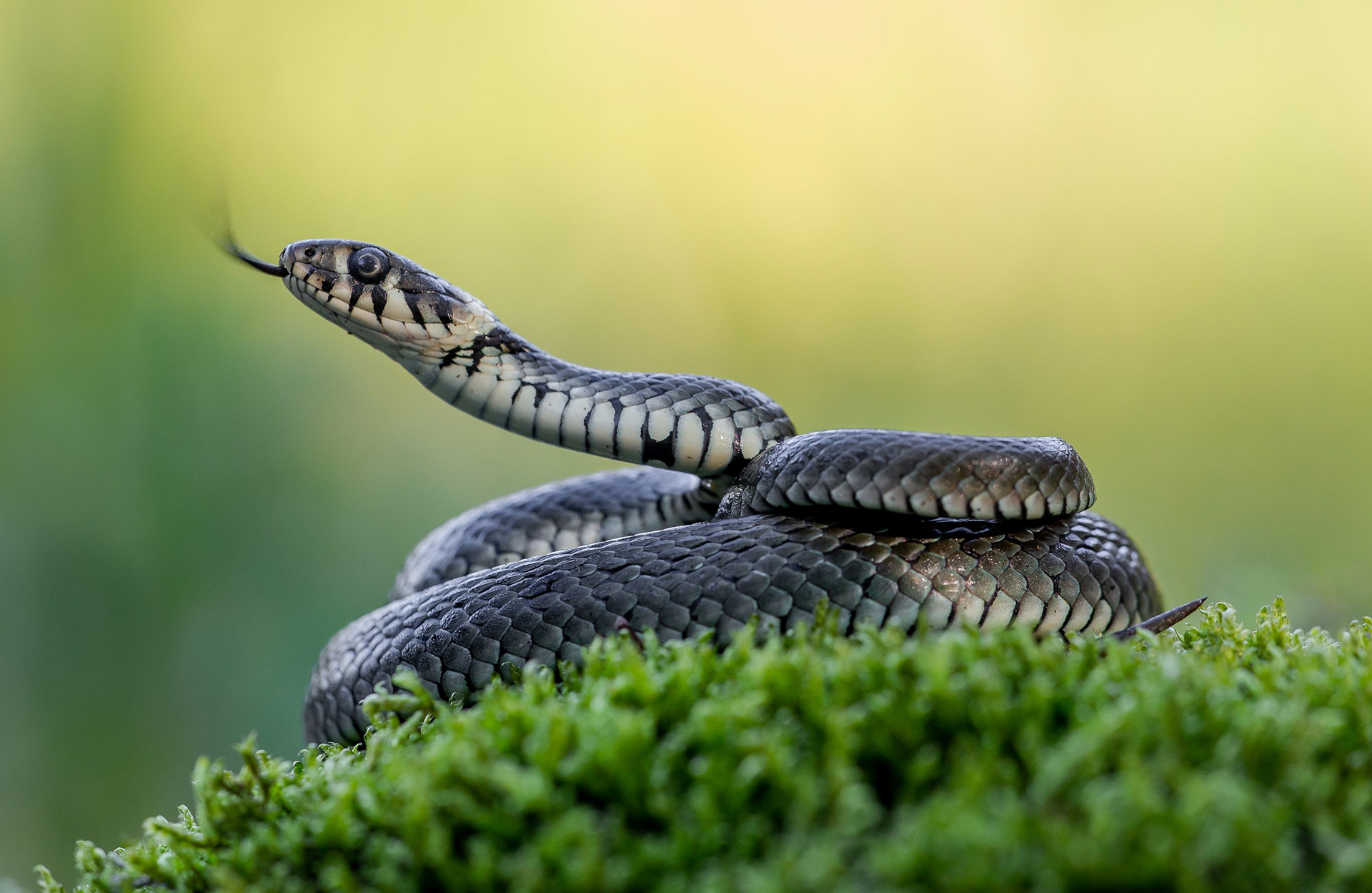 Die Ringelnatter ist die häufigste Schlangenart Deutschlands. Sie ist ungiftig und bevorzugt Habitate in Wassernähe, in denen sie hauptsächlich Jagd auf Amphibien macht.