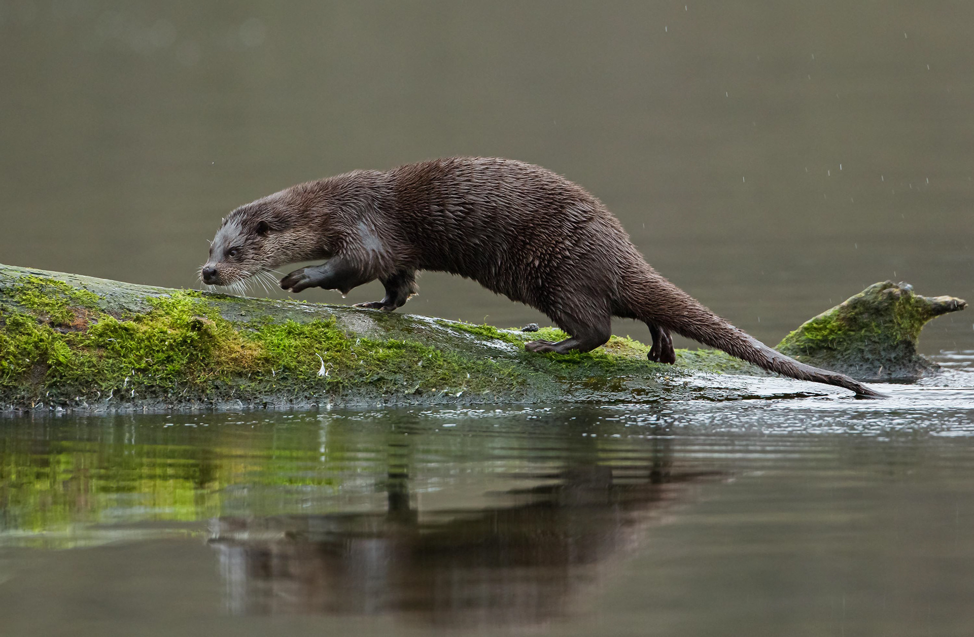 Der Fischotter ist an das Leben im und am Wasser perfekt angepasst. Er hat das dichteste Fell unter den heimischen Wildtieren und ist in der Lage, Gerüche unter Wasser wahrzunehmen