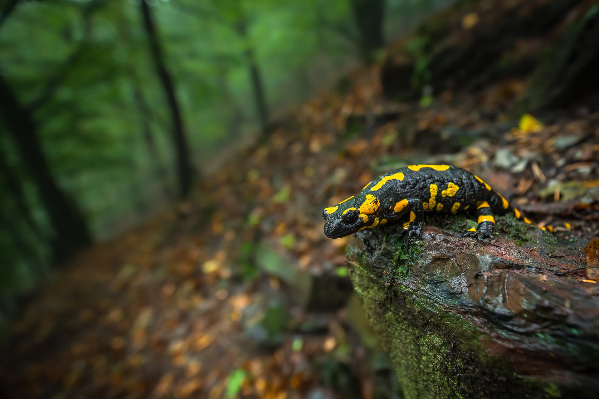 Feuersalamander fühlen sich in den kühlen, feuchten Tälern und den Bächen der Mittelgebirge, wie zum Beispiel im Harz oder der Sächsischen Schweiz, besonders wohl.