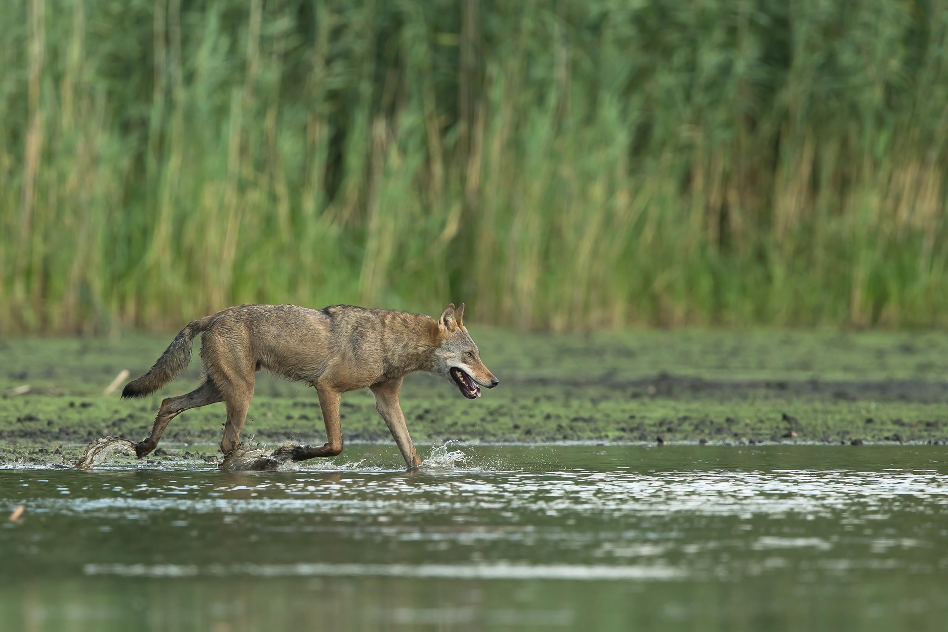 Ein Wolfsrüde nach erfolgloser Jagd an einem Teich in der sächsischen Oberlausitz.