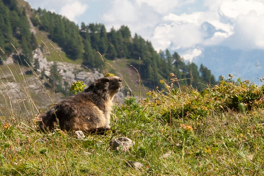 bergmarmot, murmeltiere