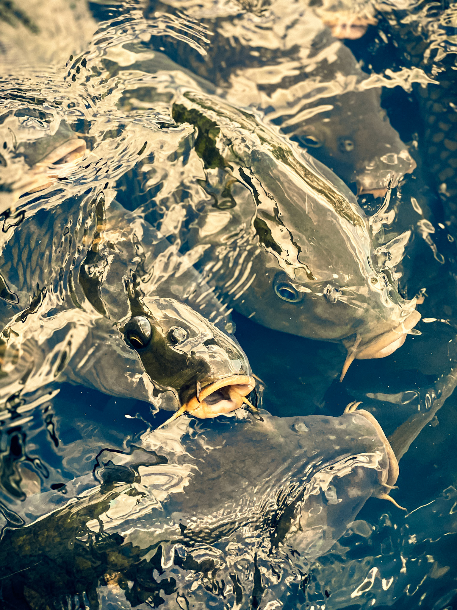 Give,Feed,Dine,Supply