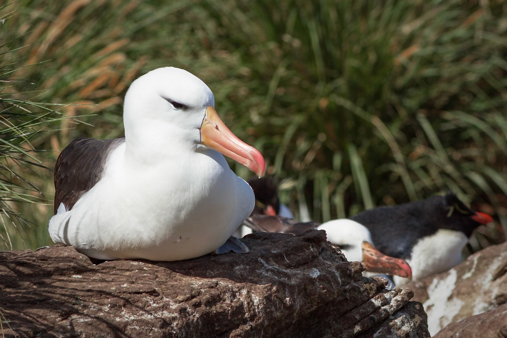 Black-browed Albatross