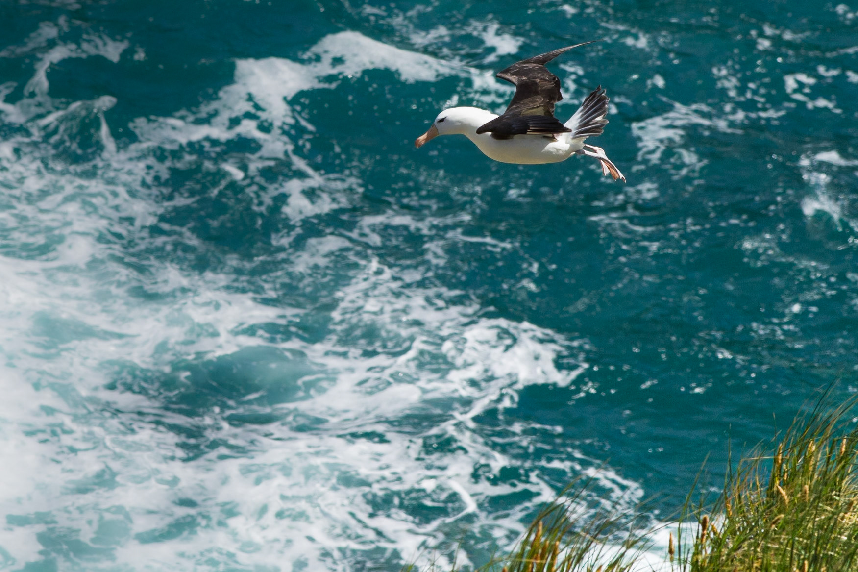 West Point Island, Falkland Islands (Islas Malvinas)