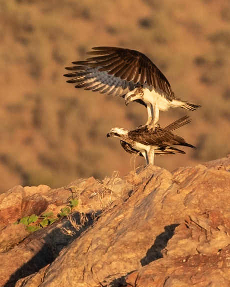 Eastern Osprey (Pandion haliaetus cristatus), male and female - Lake Argyle, The Kimberley, Western Australia