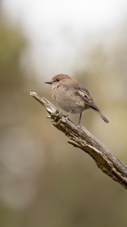 Dusky Robin