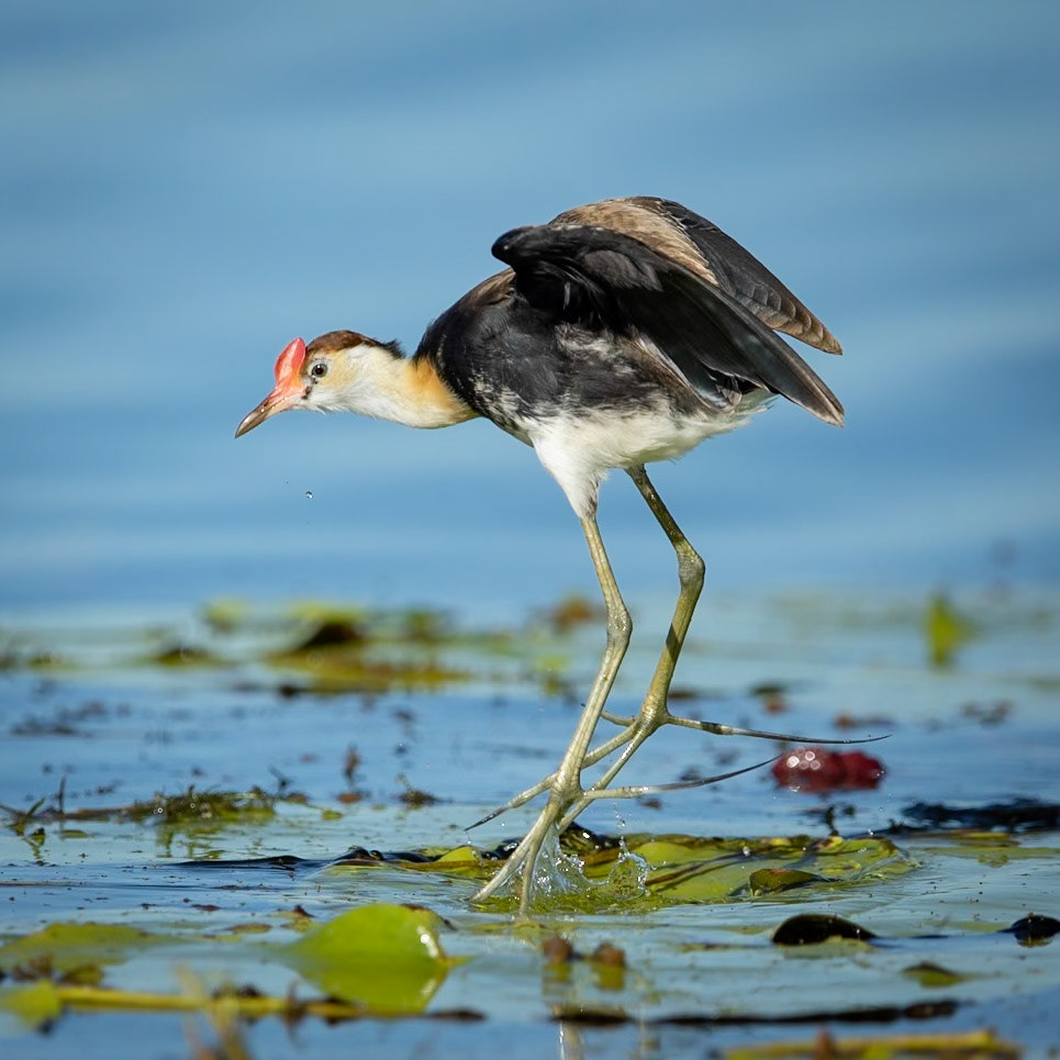 Comb-crested Jacana (Irediparra gallinacea) - The Kimberley, Western Australia
