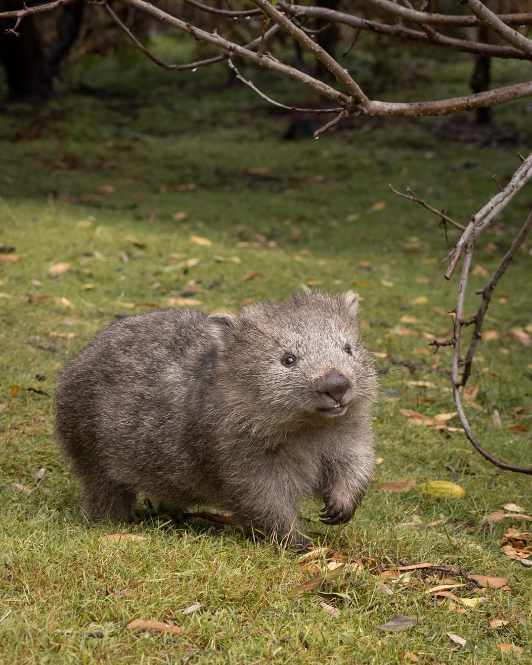 A jolly wombat jig
