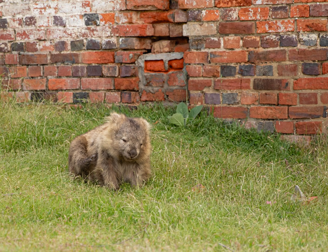 45 Bare-nosed Wombat - East coast Tasmania - Australia