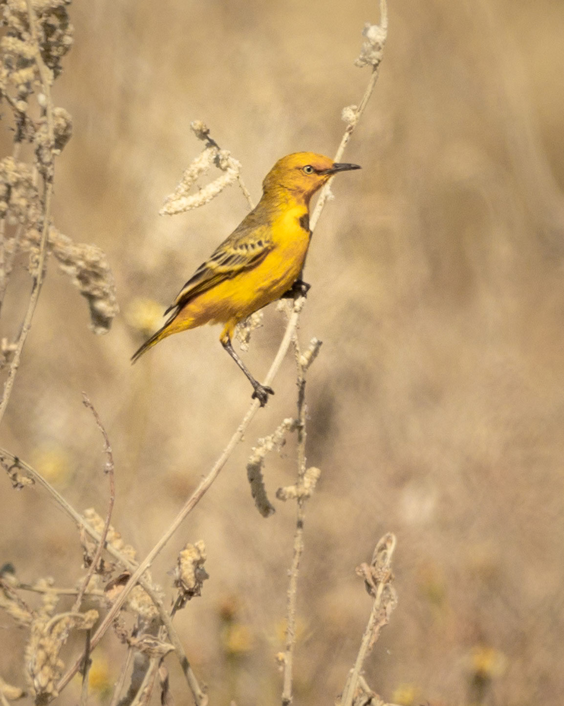 Yellow Chat