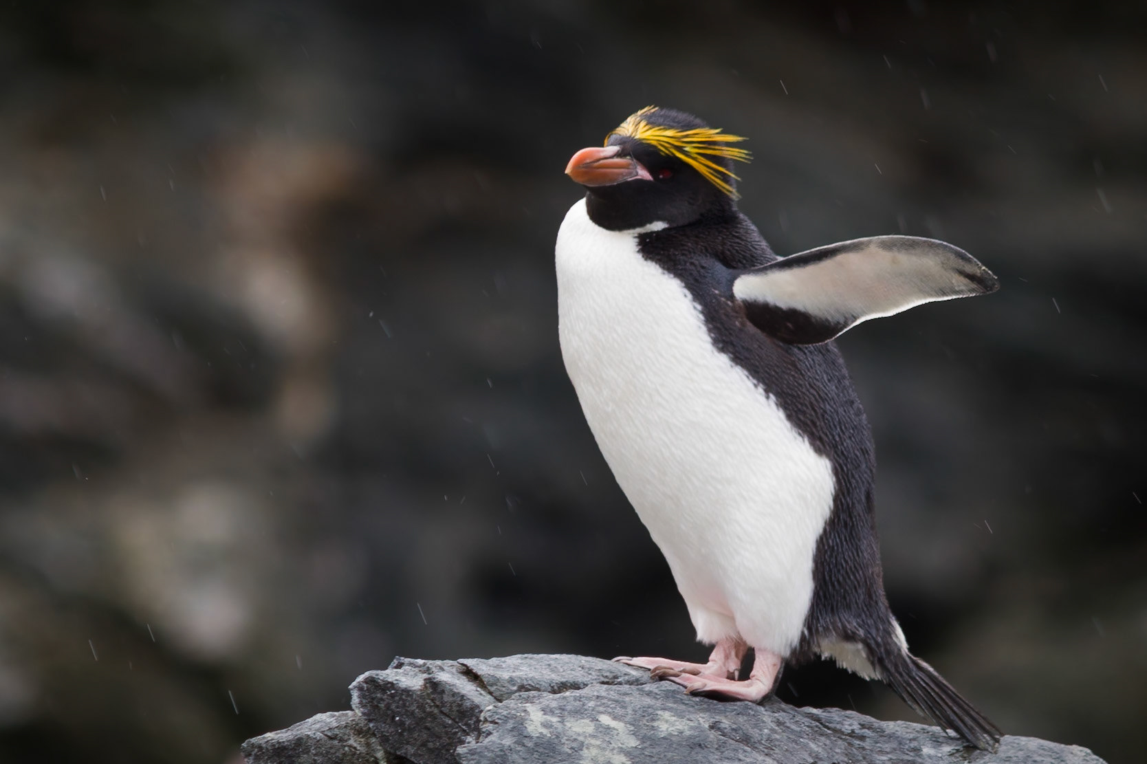 Macaroni Penguin - Cooper Bay - South Georgia
