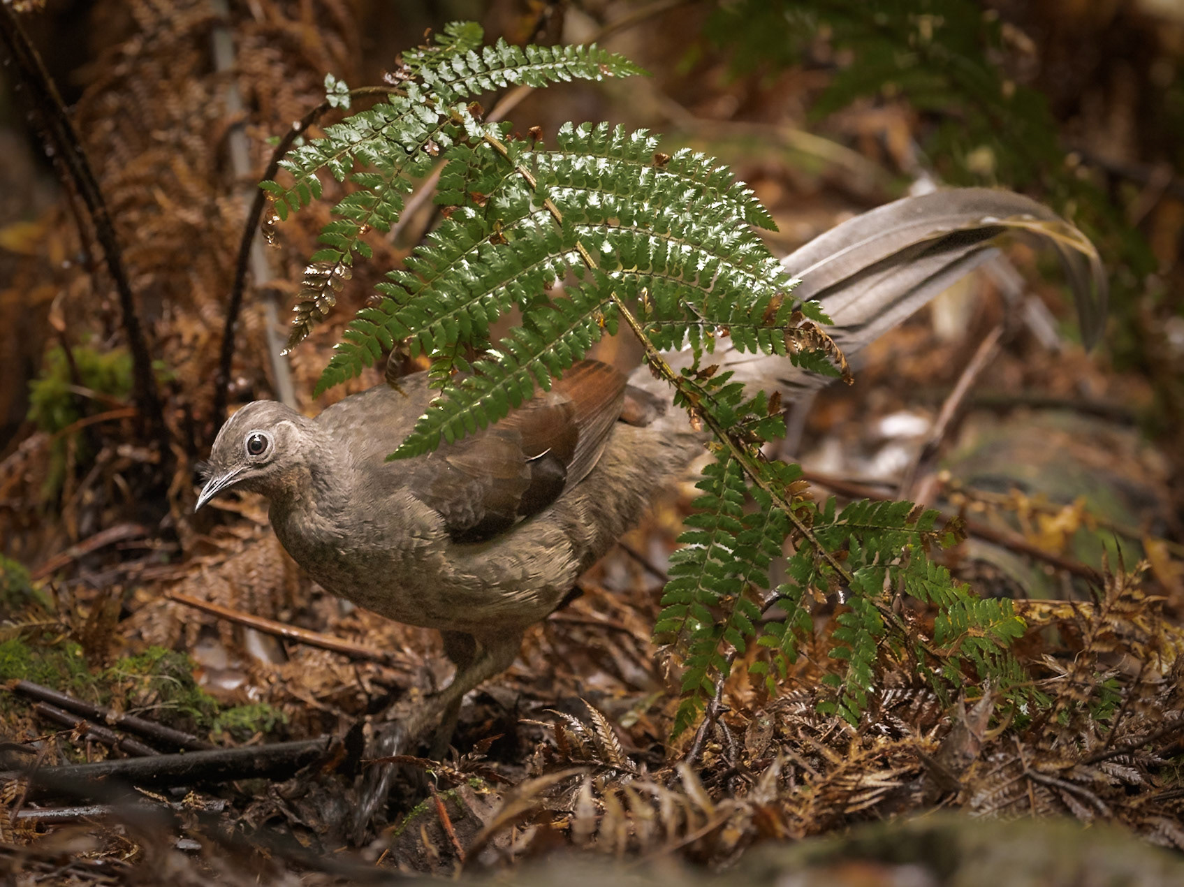 Surperb Lyrebird