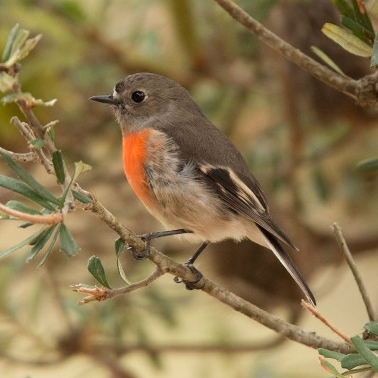 Scarlet Robin
