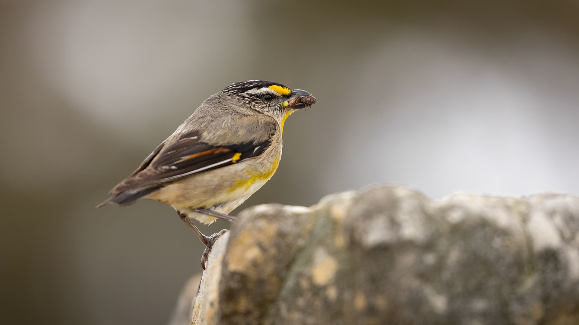 Striated Pardalote