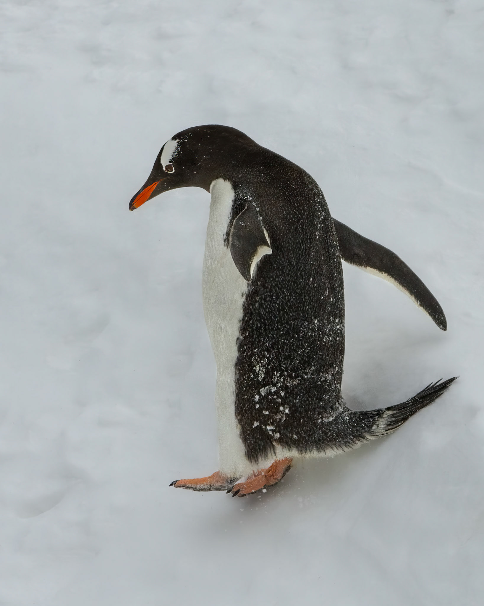With one flipper outstretched and eyes firmly on its feet, this Southern Gentoo Penguin at Brown Bluff on the Antarctic Peninsula looks as though it's practising for the downhill event at the Winter Olympics. No need for skis or poles!