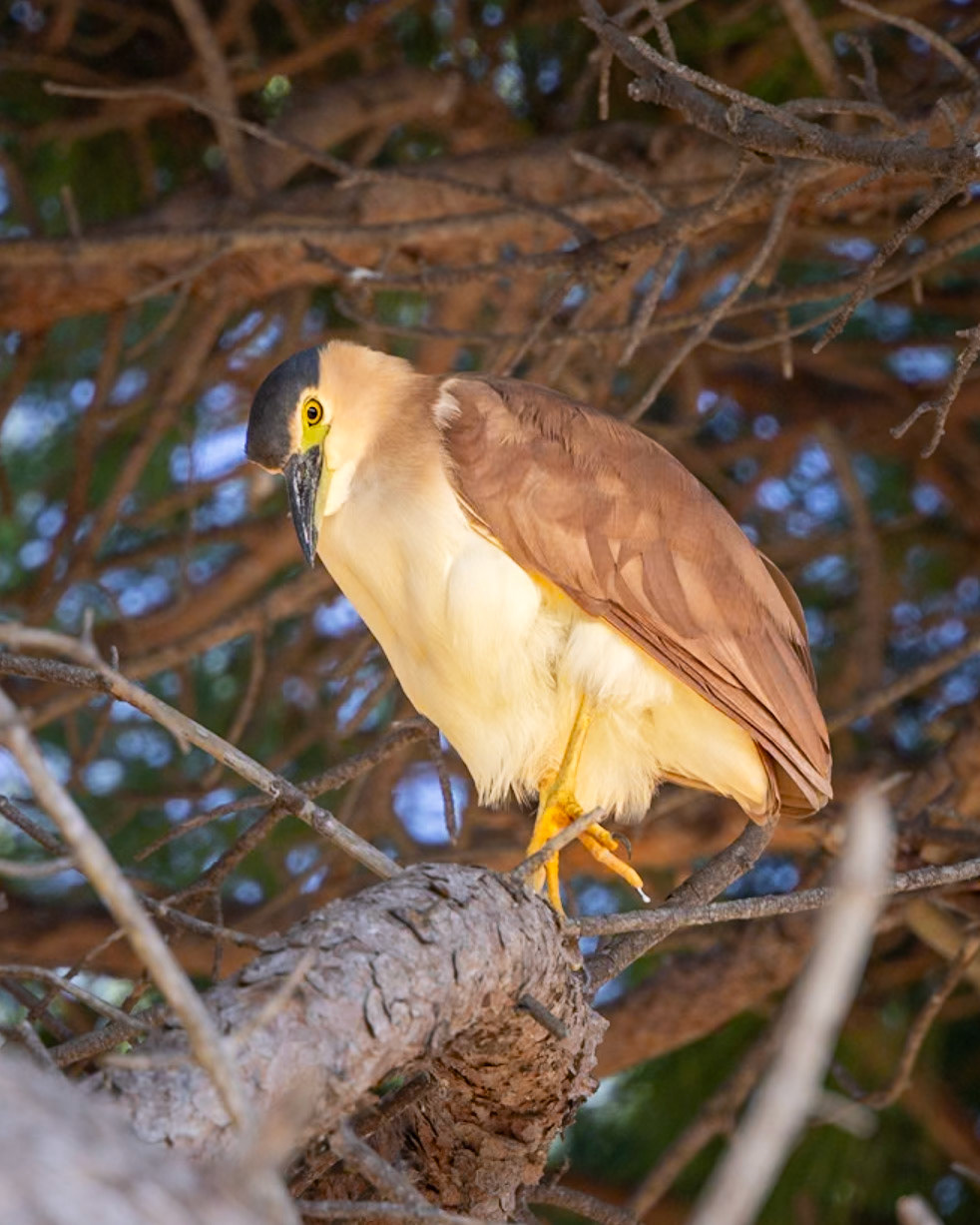 Nankeen Night Heron, adult - Bellarine Peninsula, Victoria, Australia