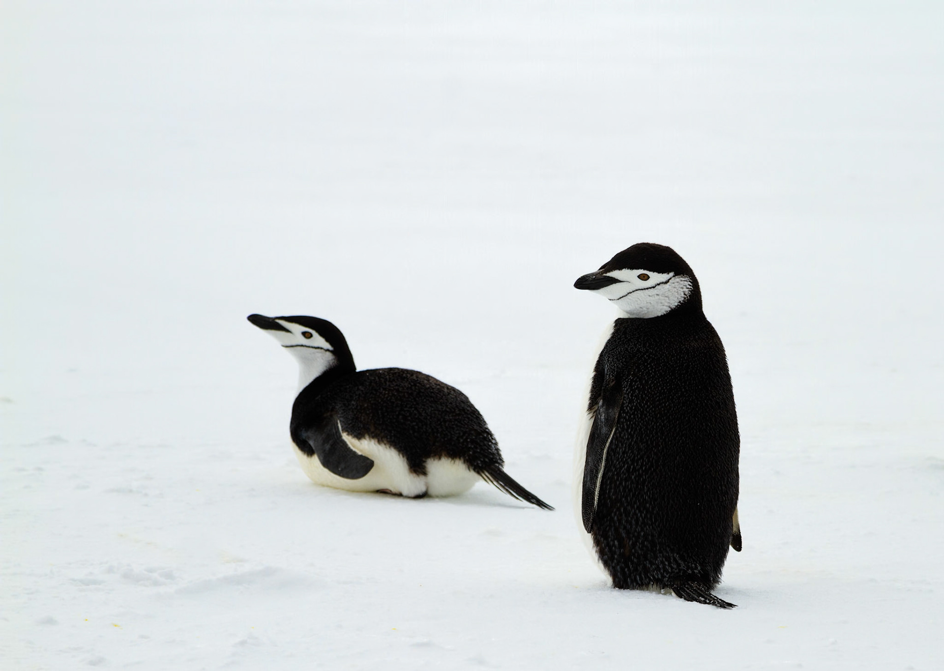 Chinstrap Penguins - Yankee Harbour, Antarctic Peninsula