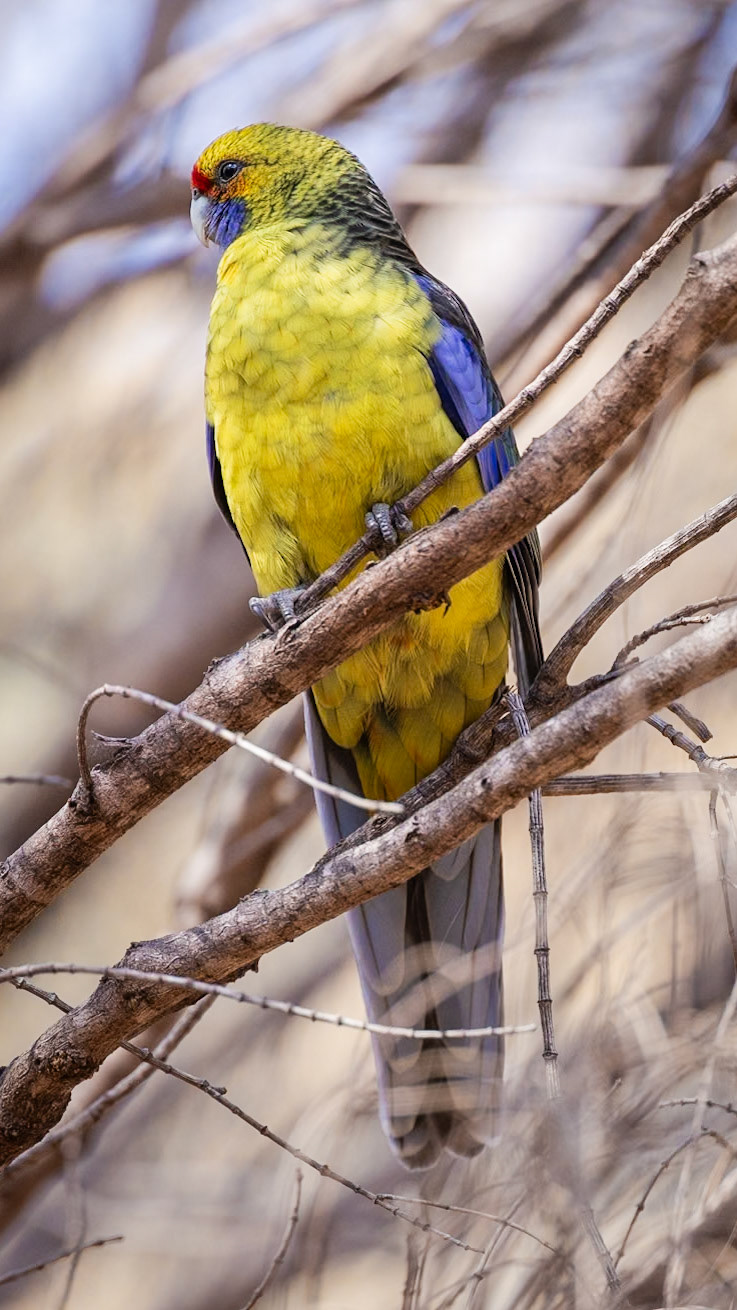 Green Rosella (Tasmanian endemic) - Maria Island, East Coast Tasmania, Australia