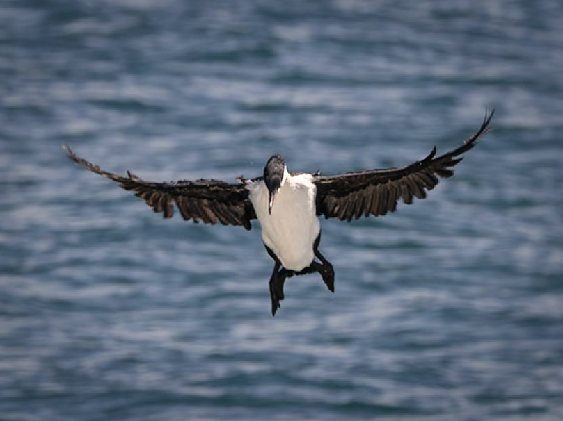 Black-faced Cormorant