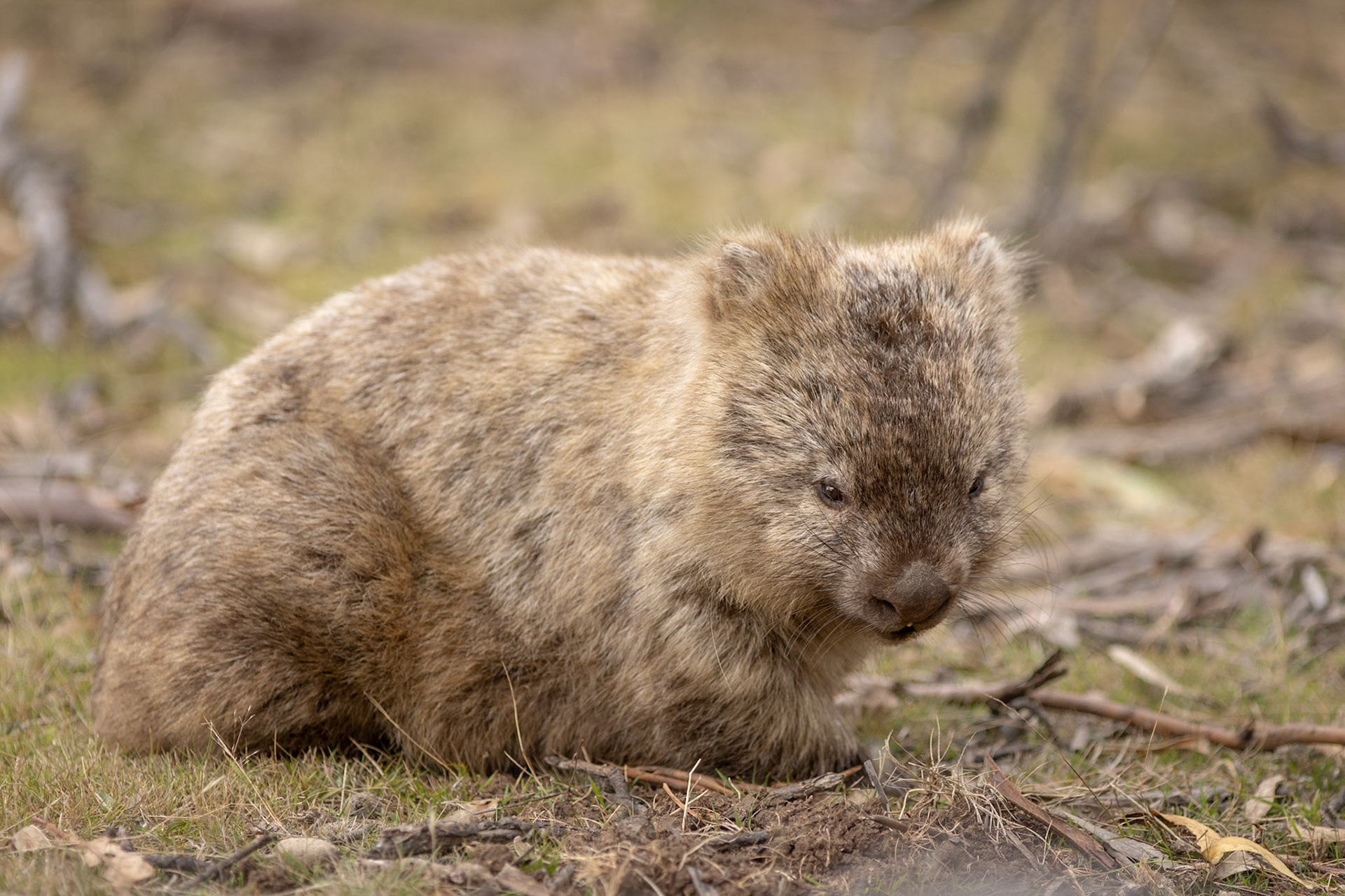 The gentle gaze of a bashful wombat - Maria Island, Tasmania
