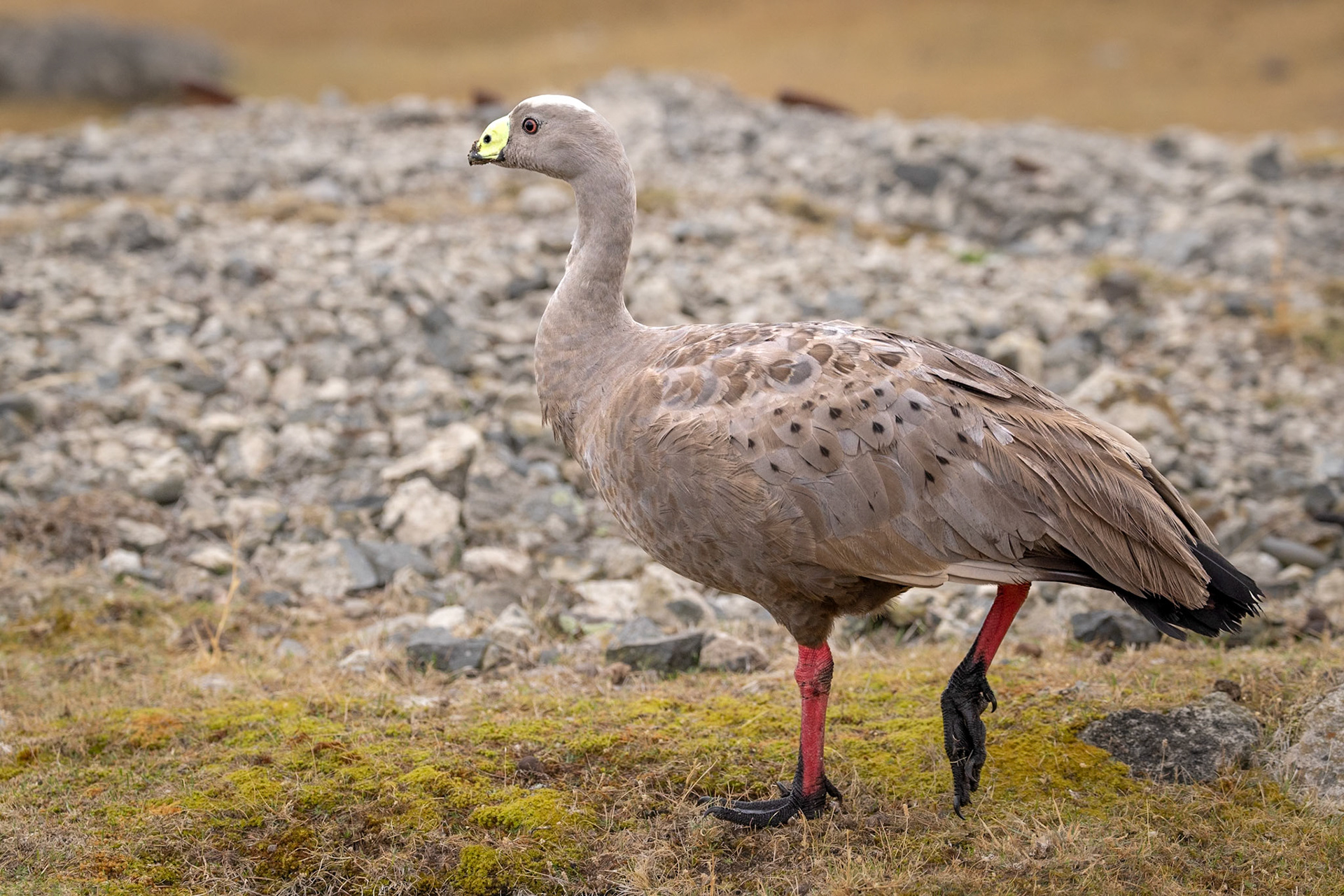 Cape Barren Goose - Maria Island, Eastcoast Tasmania, Australia
