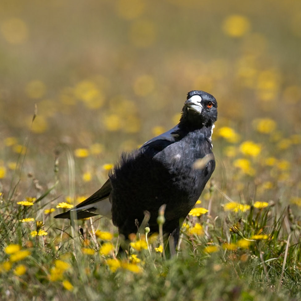 Australian Magpie - Macedon Ranges, Victoria, Australia