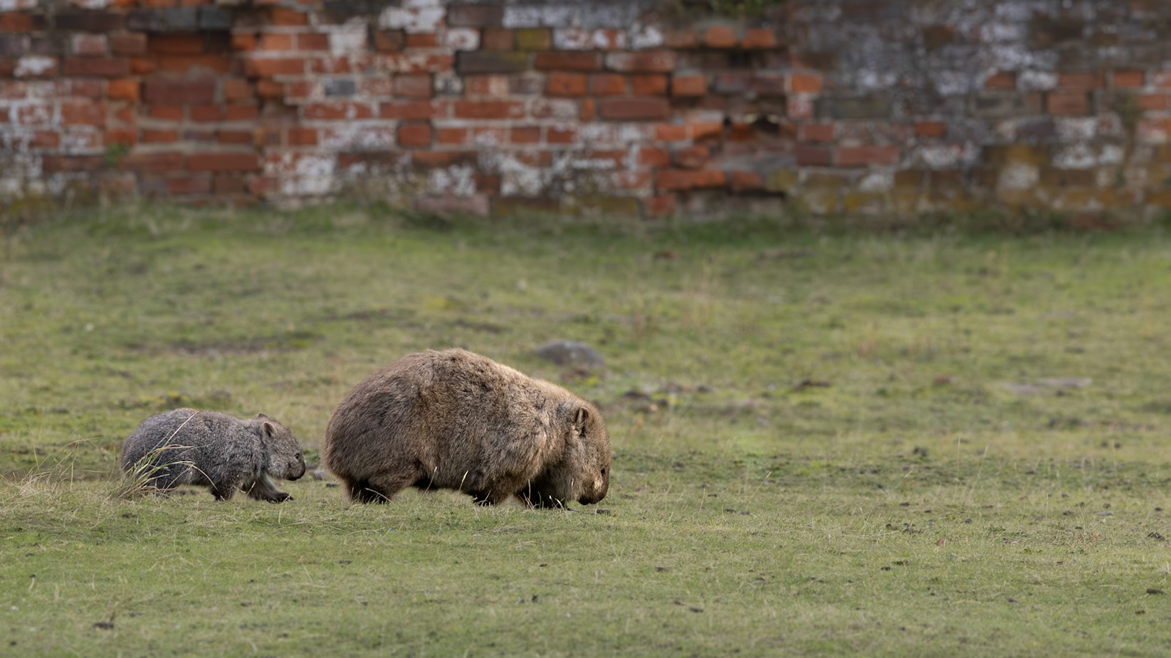 Mum, wait for me! - Mum and bub wombats on Maria Island, Tasmania