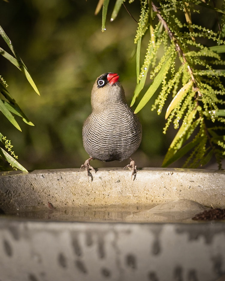 Beautiful Firetail