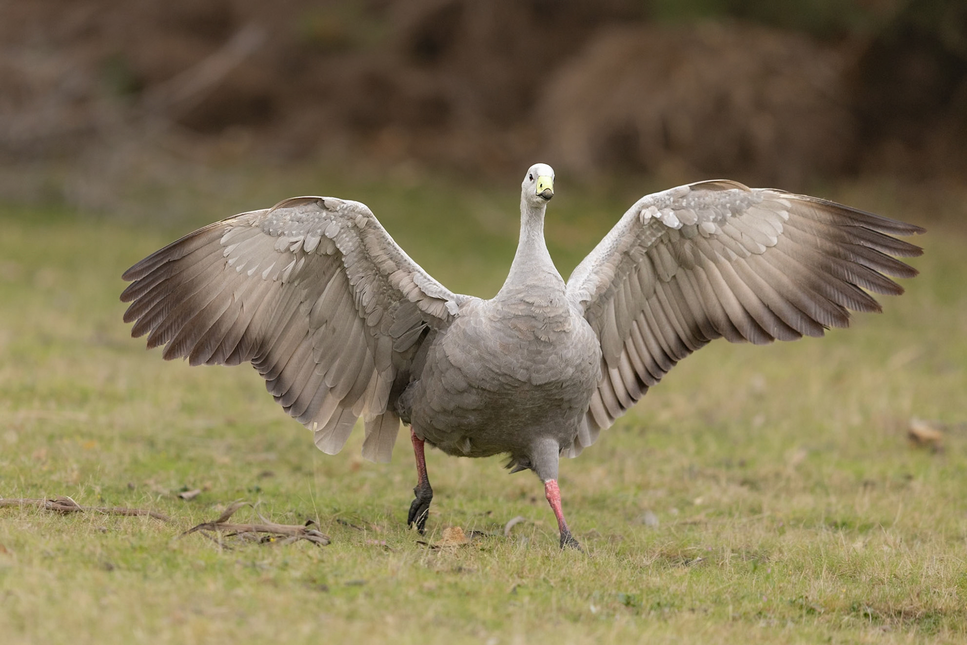 Cape Barren Goose
