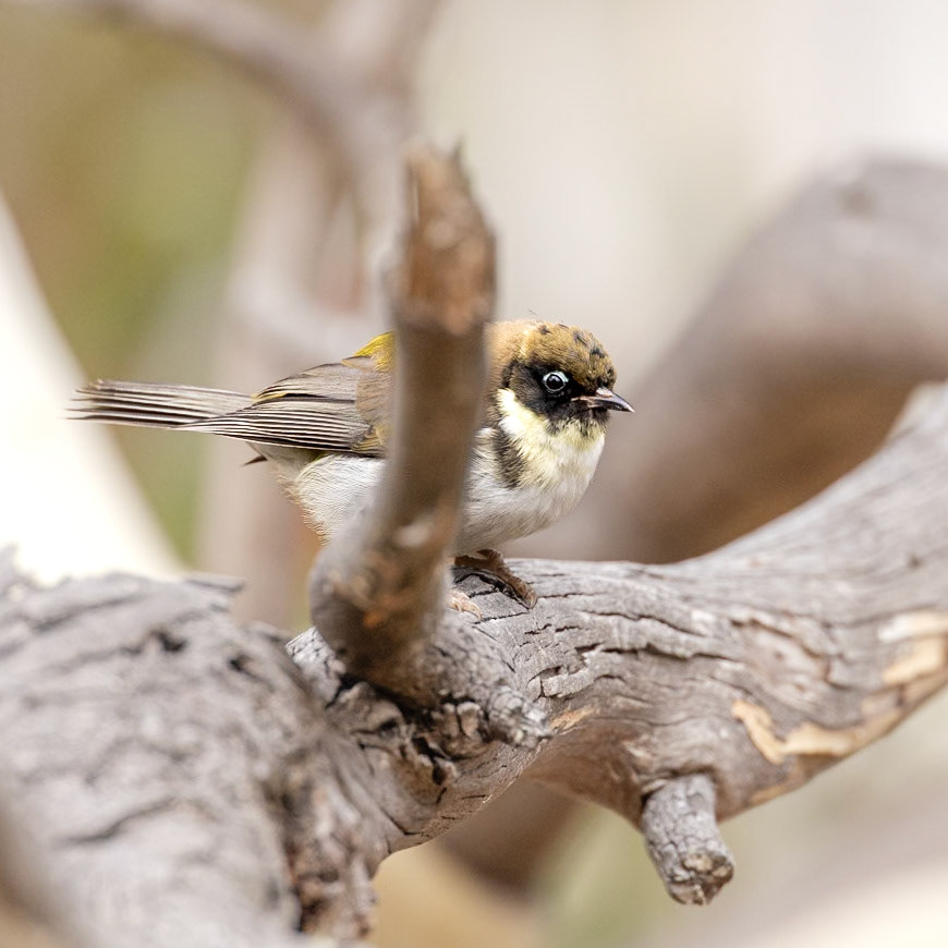 Black-headed Honeyeater (Tasmanian endemic) - Bruny Island, southern Tasmania, Australia