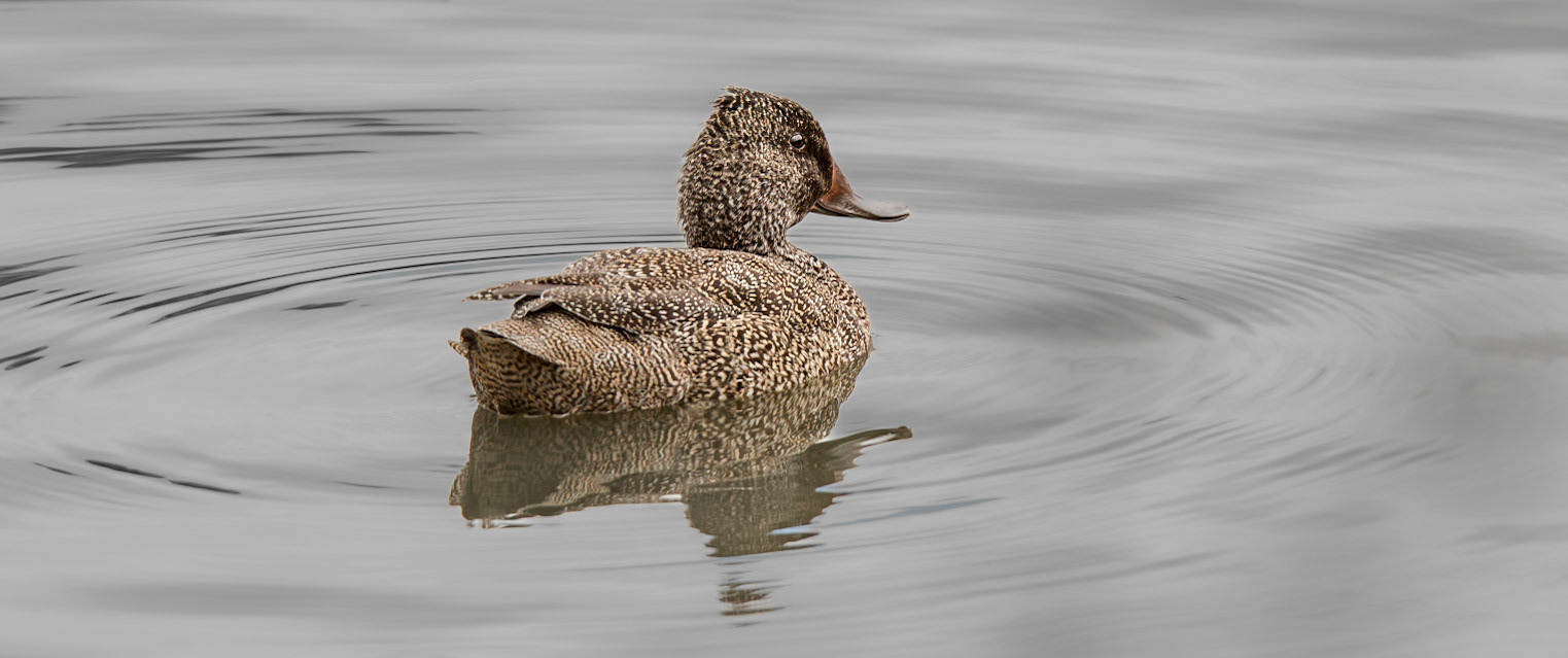 Freckled Duck