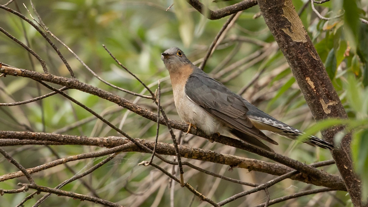 Fan-tailed Cuckoo