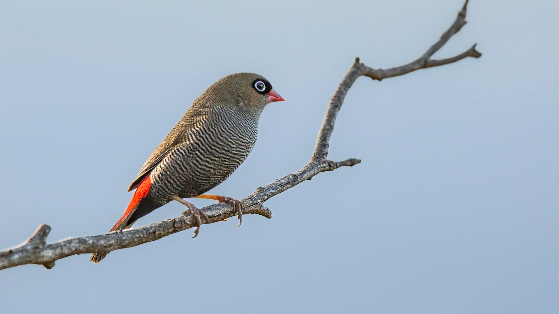 Beautiful Firetail