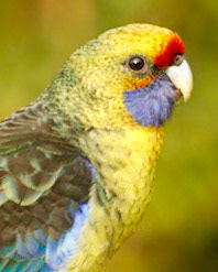 Green Rosella