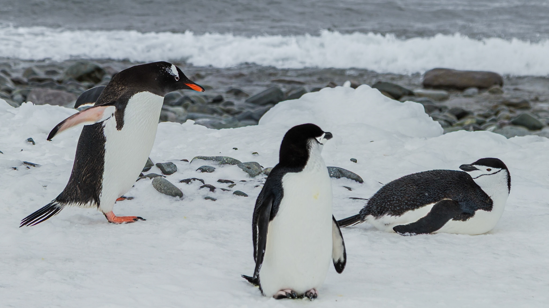 A Southern Gentoo Penguin has somewhere to go on the Antarctic Peninsula. Sometimes that means passing through where chinstraps are resting.