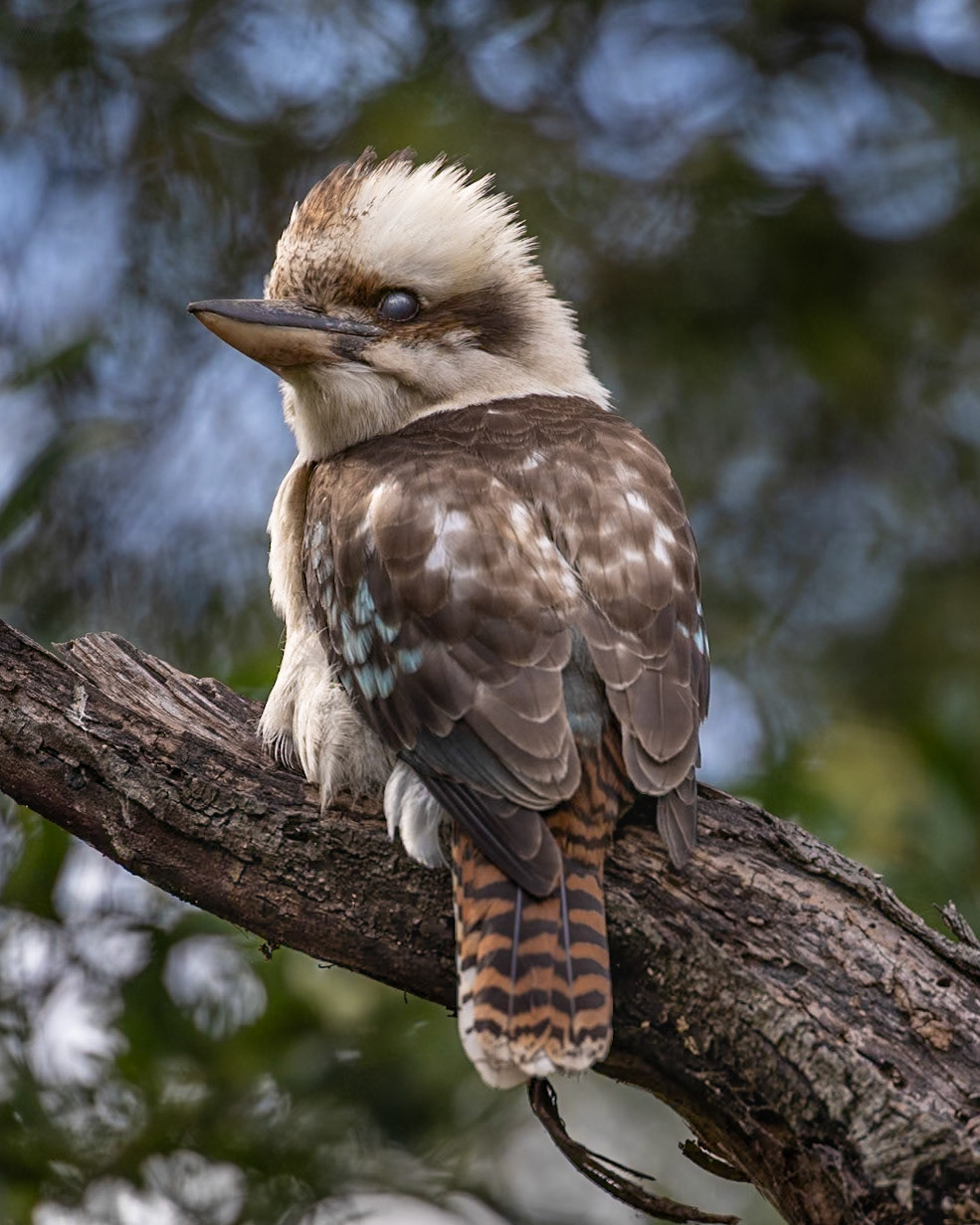 Laughing Kookaburra - Castlemaine Botanical Gardens, Victoria, Australia