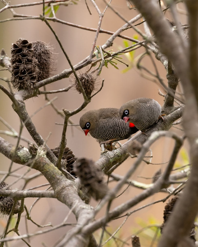 Beautiful Firetail