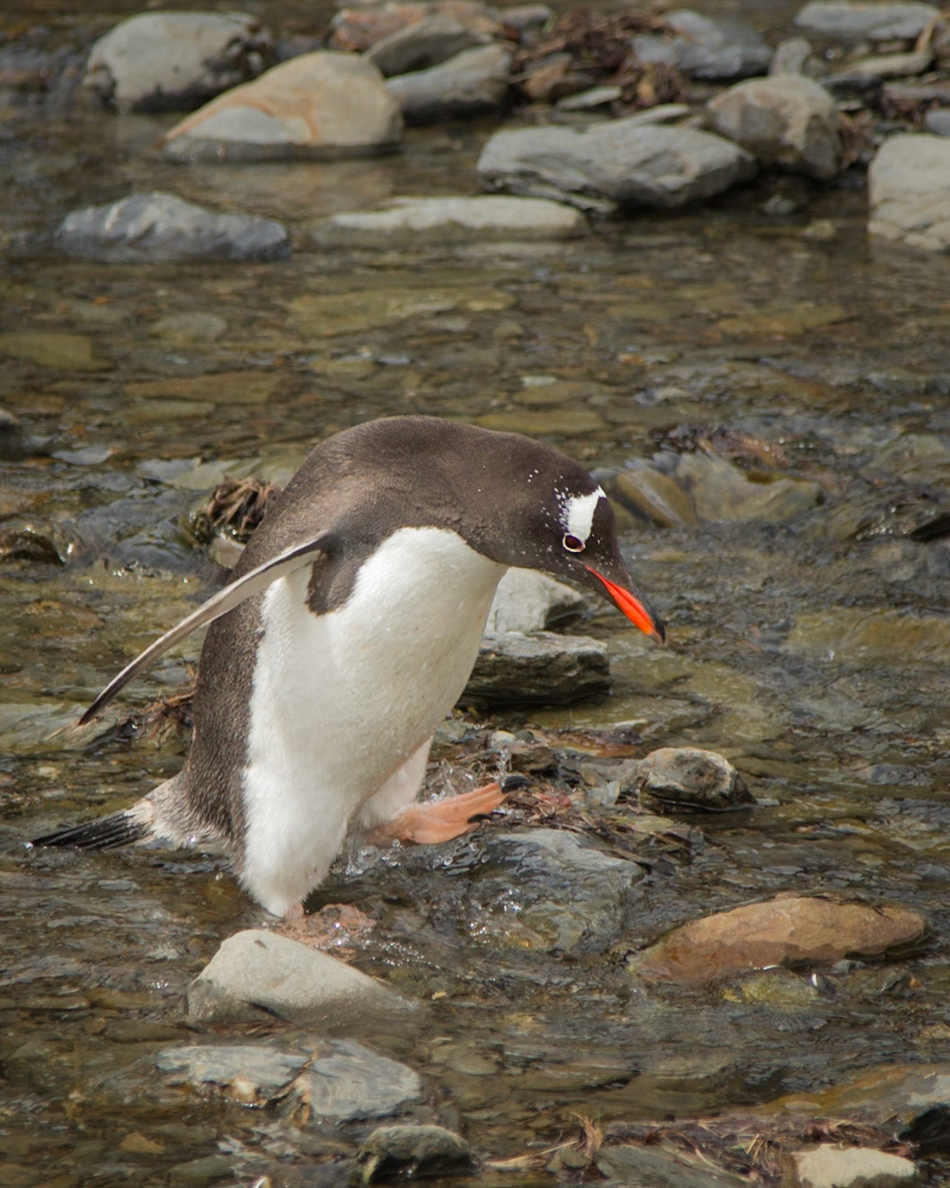 As if negotiating rocky ground and tussock grasses wasn't enough, there are waterways to cross too! This Southern Gentoo Penguin makes its way across a shallow, rocky stream at Moltke Harbour, South Georgia.