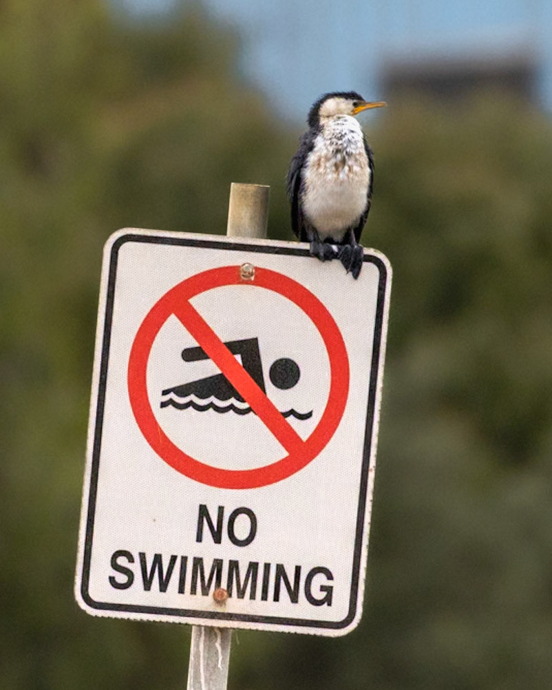 Little Pied Cormorant - Bellarine Peninsula, Victoria, Australia