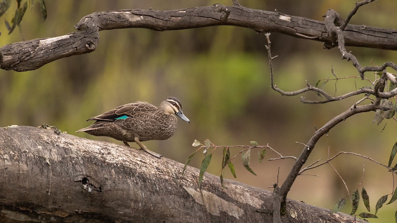 Pacific Black Duck - Castlemaine Botanical Gardens, Victoria, Australia