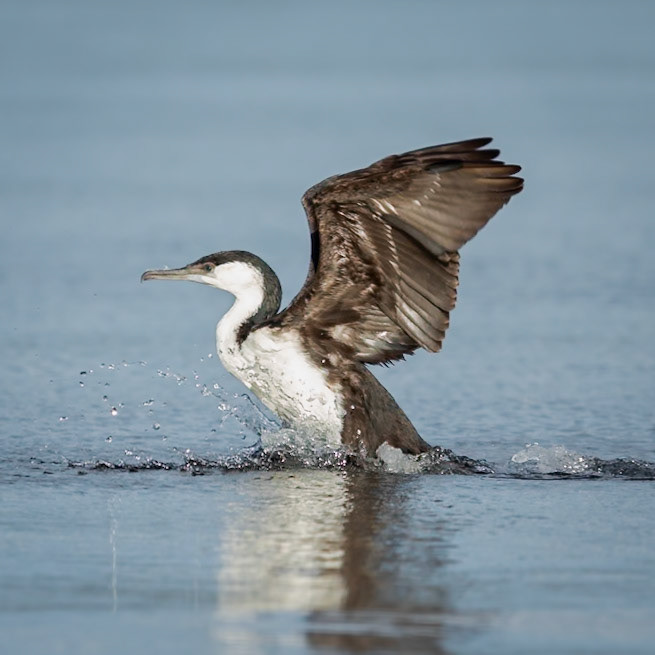 Black-faced Cormorant