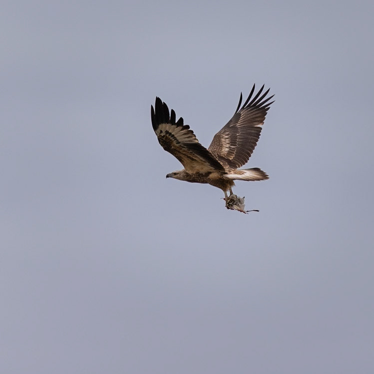 Wedge-tailed Eagle - Western Treatment Plant, Werribee, Victoria, Australia