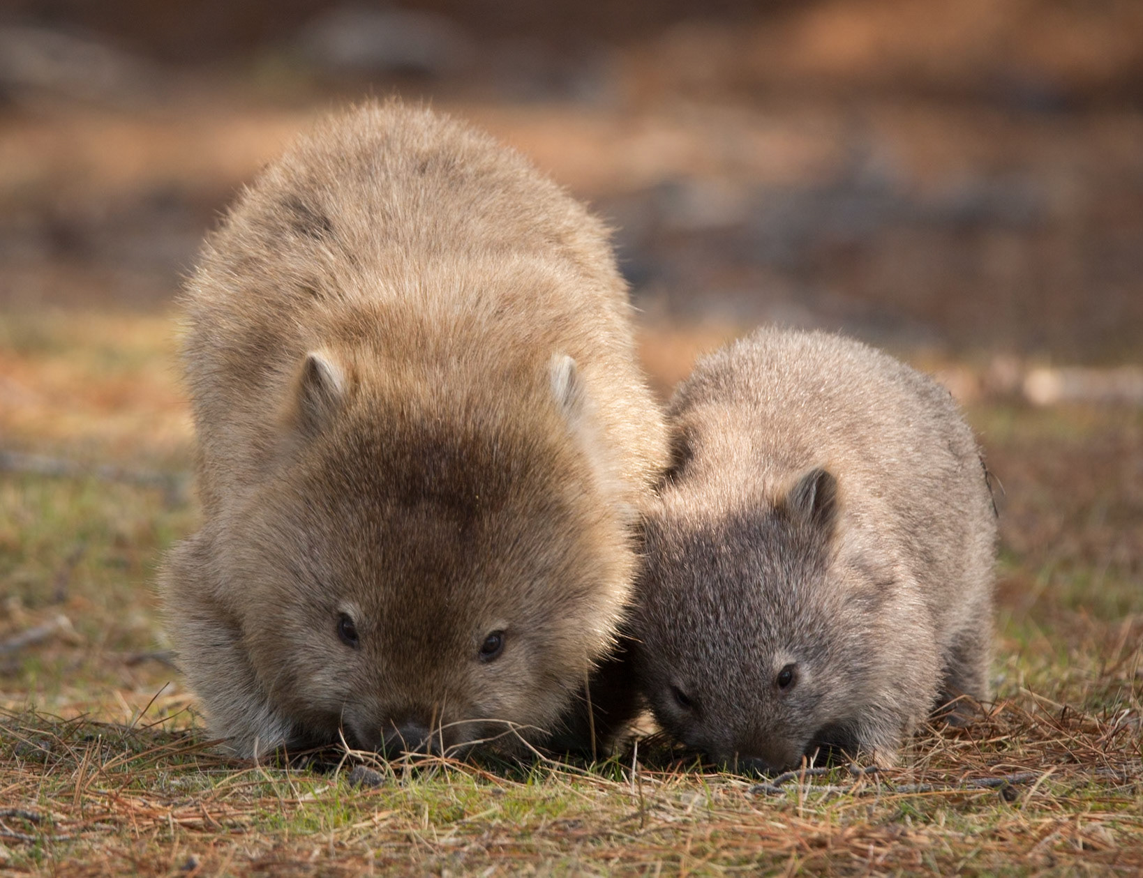 11 Bare-nosed Wombat mum and bub - Tasmania - Australia