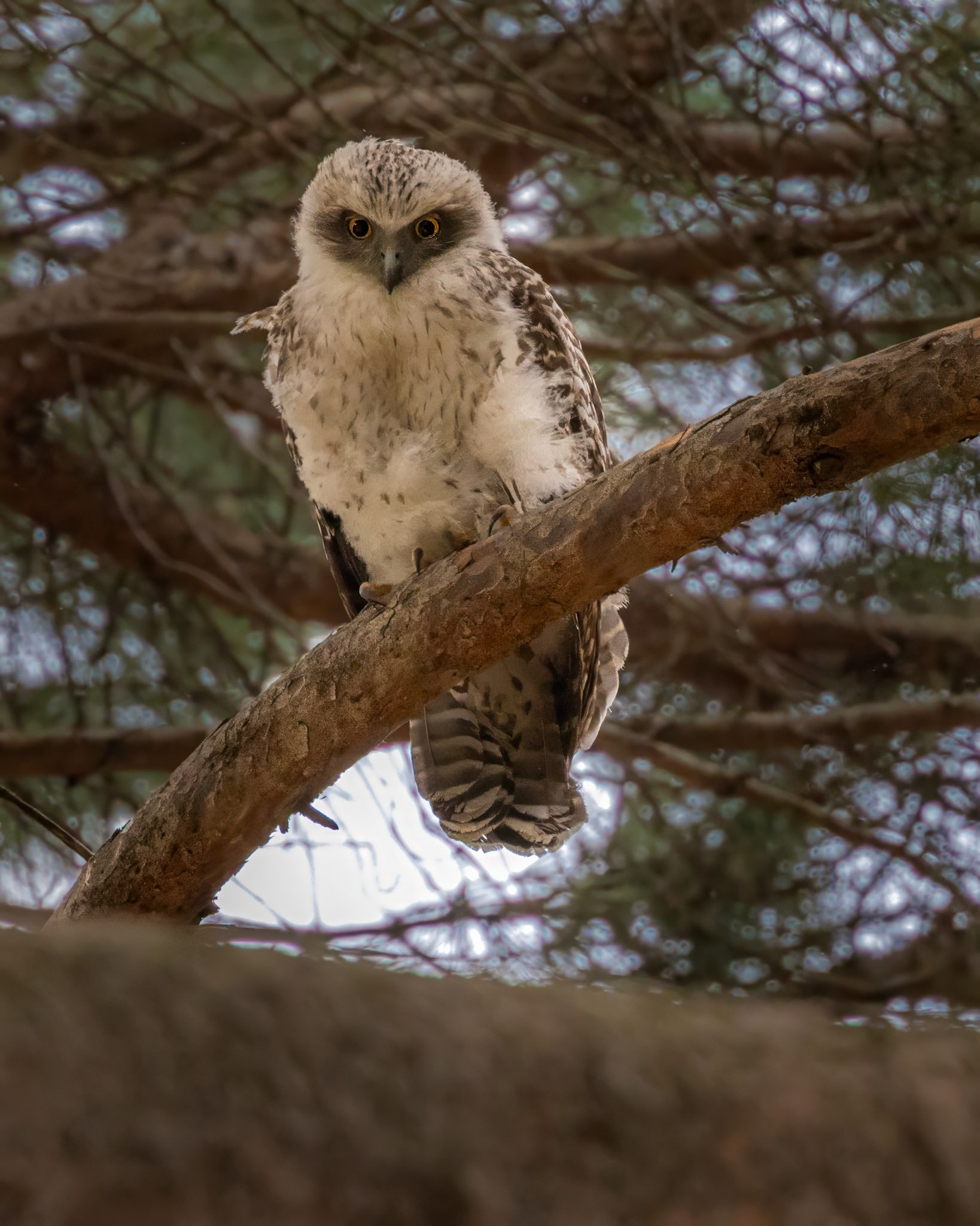 Powerful Owl - Castlemaine Botanical Gardens, Victoria, Australia