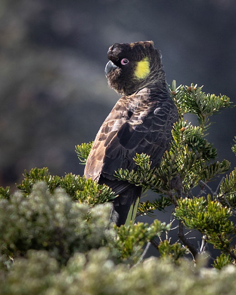 Yellow-tailed Black Cockatoo