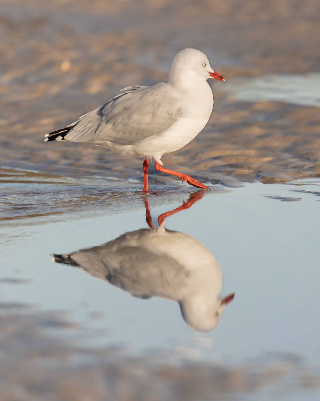 Silver Gull - Bicheno, Eastcoast Tasmania, Australia